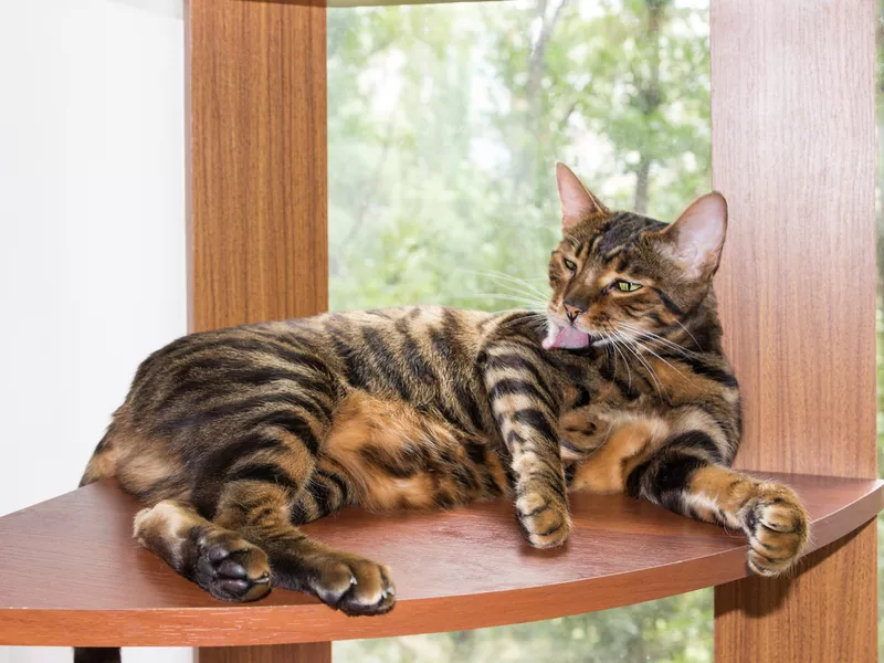 Golden toyger