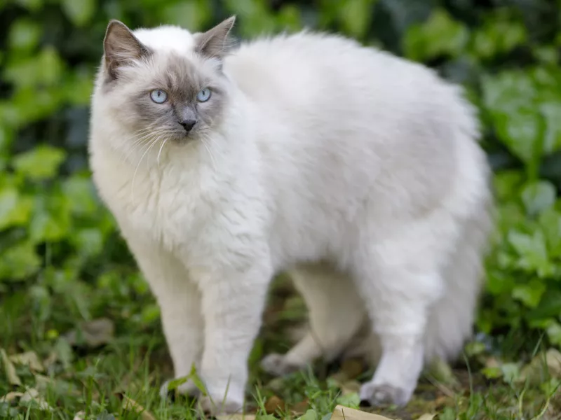 Ragdoll cat