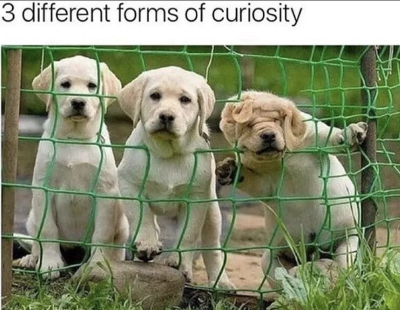 Puppies trying to squeeze through a fence
