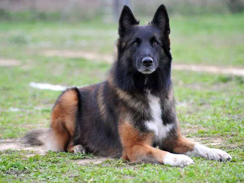 Intelligent Dog Breeds: Belgian sheepdog