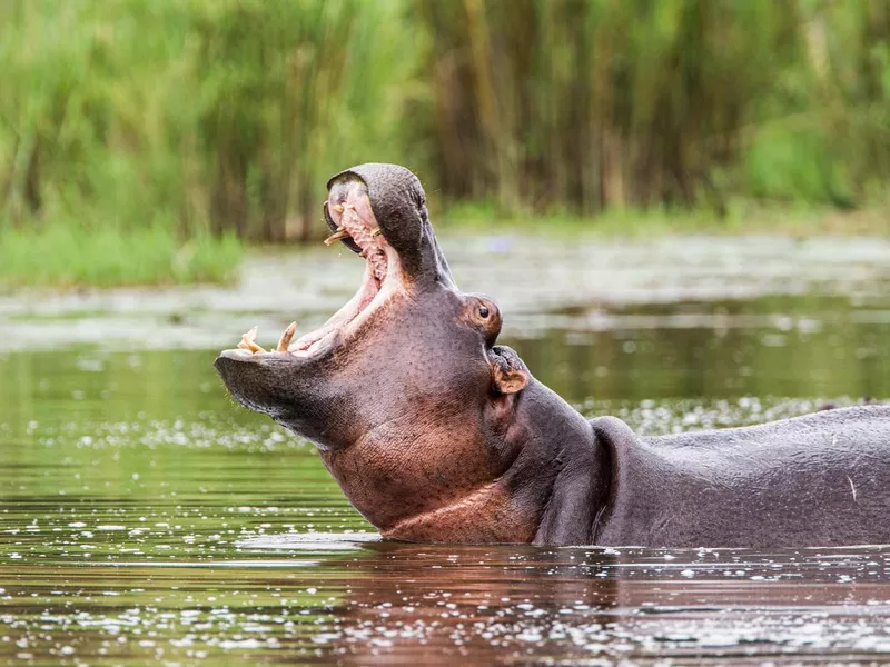 Female hippopotamus surfaces from water baring teeth in Kruger Park, South Africa