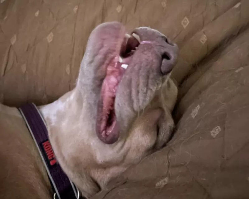Happy pit bull sleeping