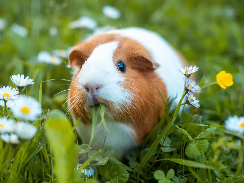 Guinea pig
