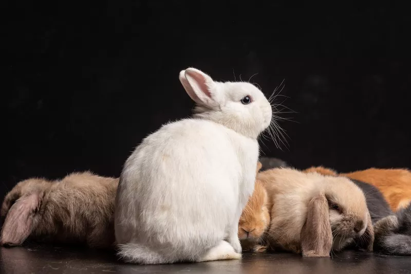 Group of baby bunnies