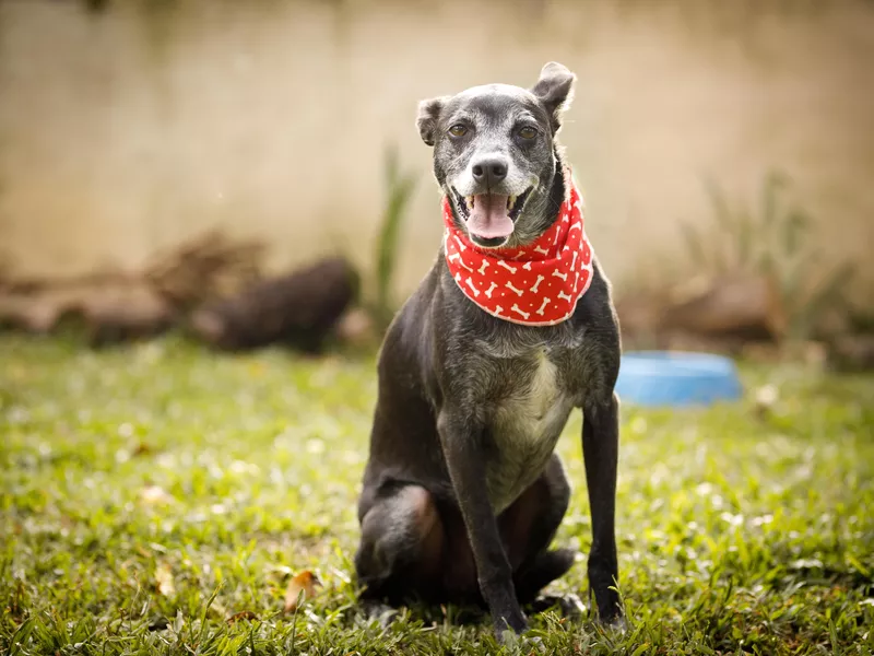 Elderly dog sitting on grass and smiling