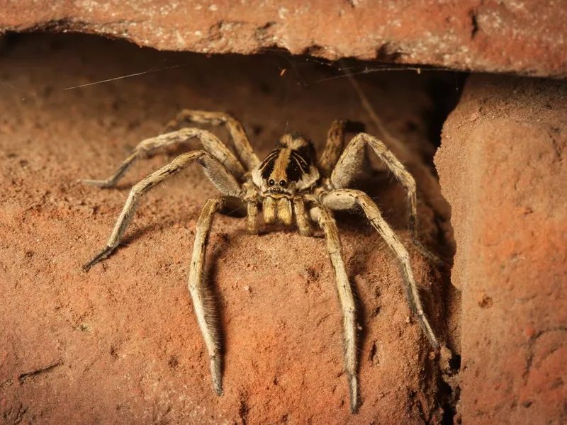 Wolf Spider
