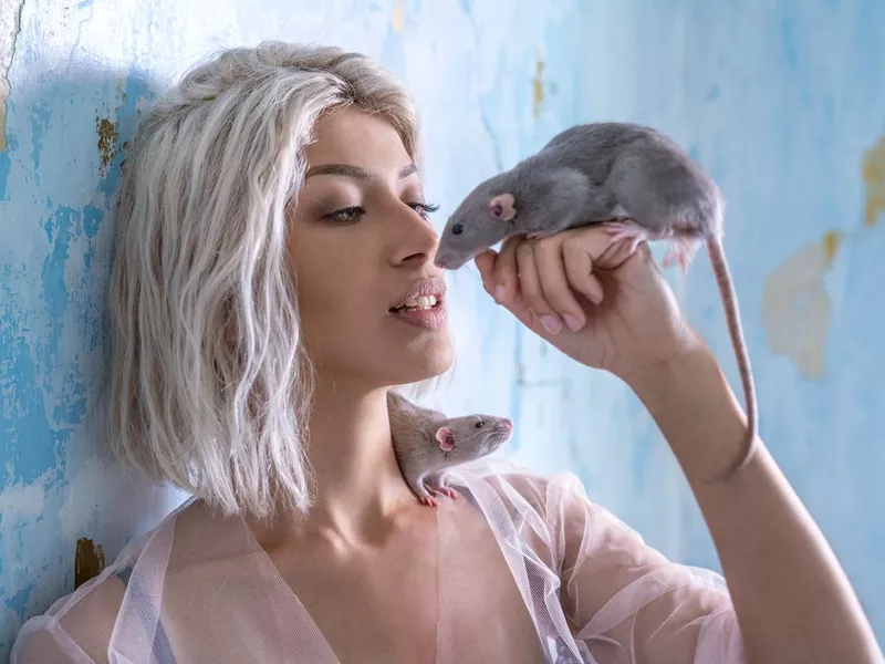 Blond young woman playing with rats