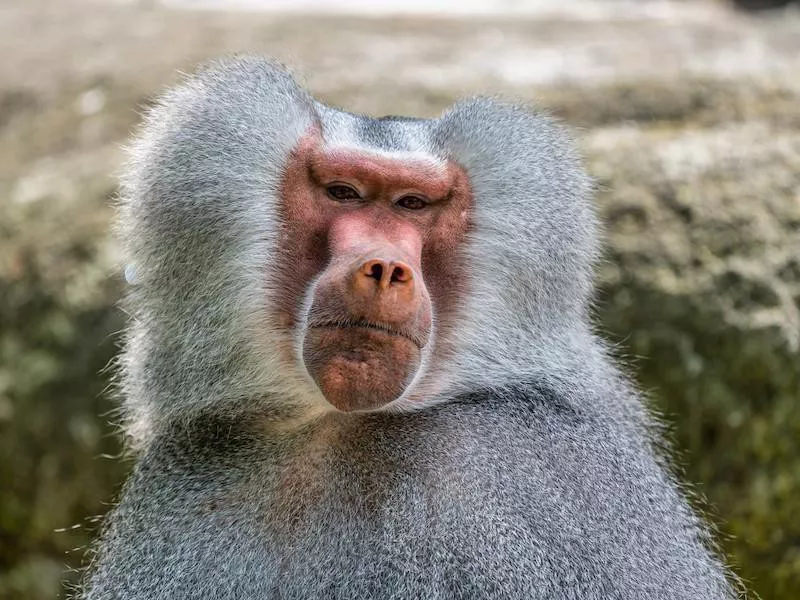 Hamadryas Baboon