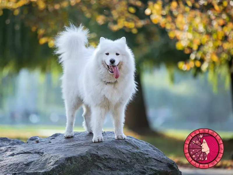Samoyed