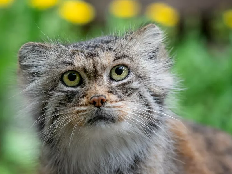 Pallas Cat Eyes