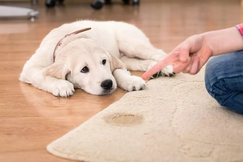 Dog had an accident
