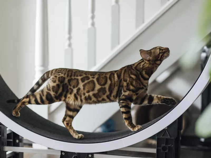 Bengal Cat on a Running Wheel