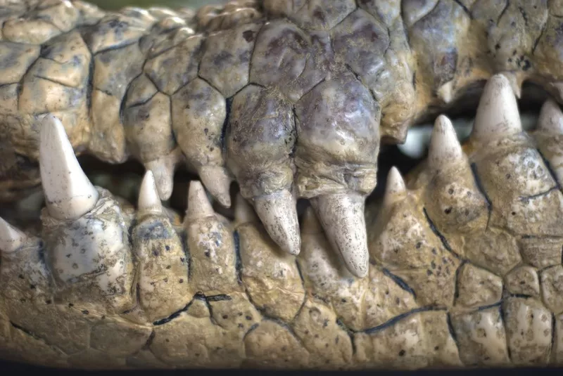 Alligator teeth