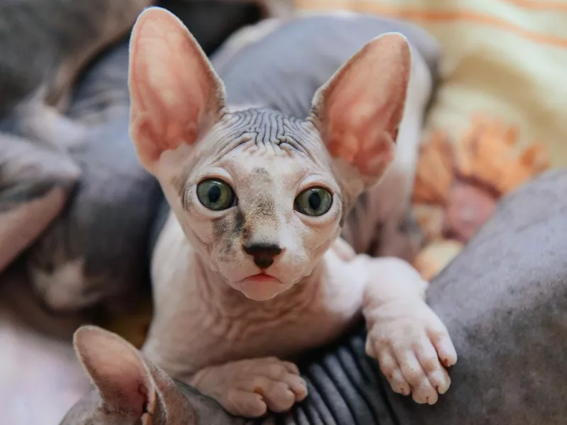Sphinx cat lying with his brothers