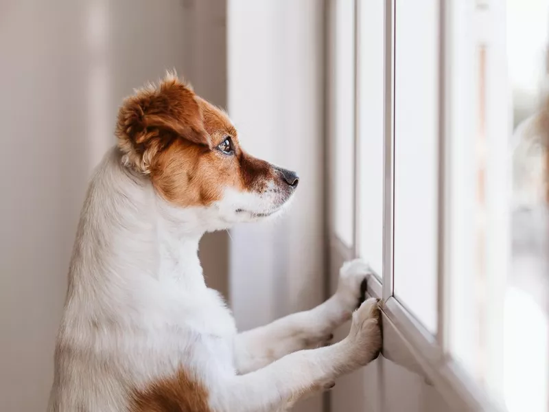 Puppy looking out of the windown