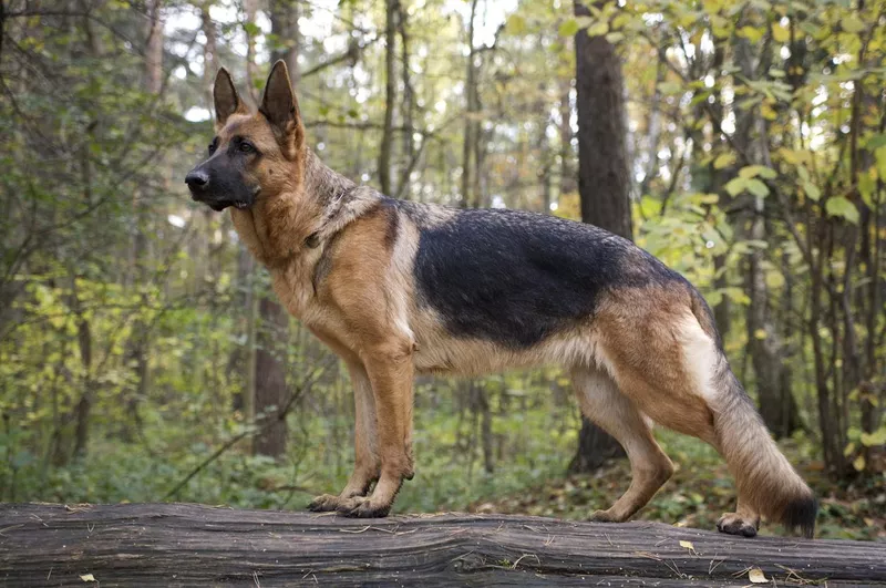 German shepherd