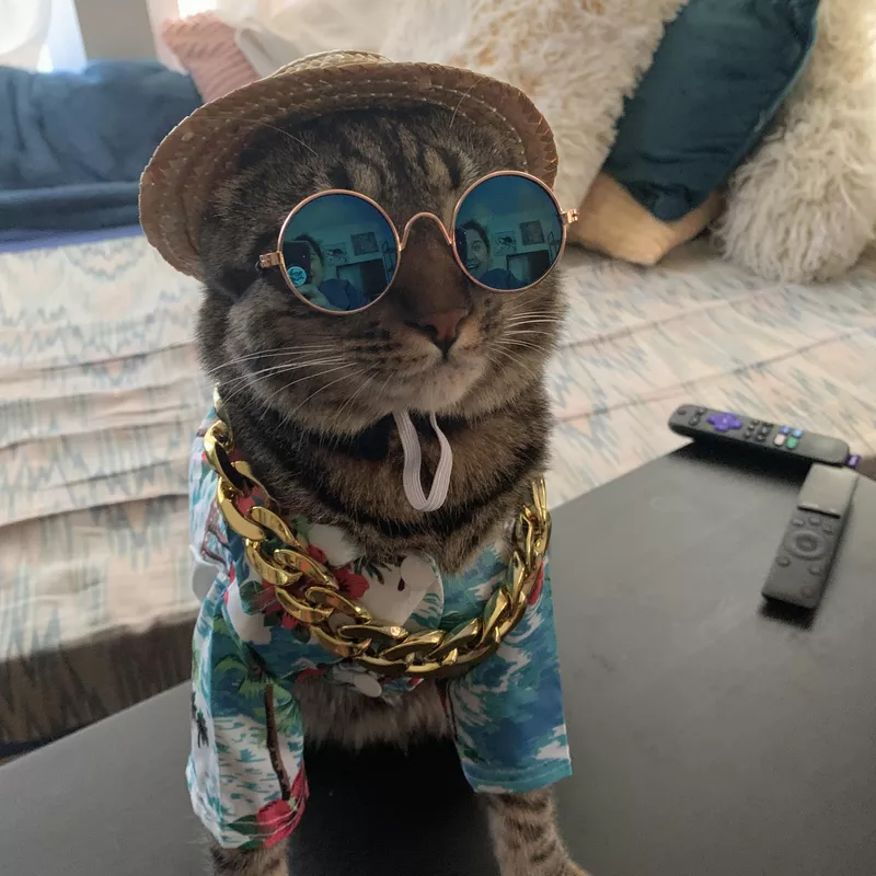 Impoosy Hawaiian Dog and Cat T-Shirt