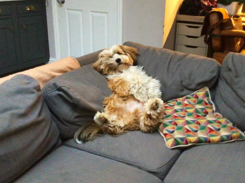 Dog in front of tV