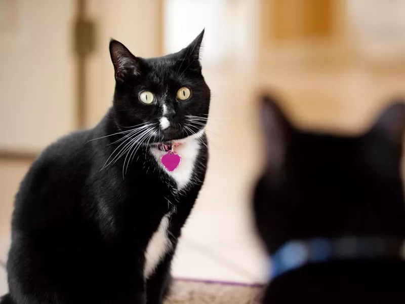 Two cats face to face