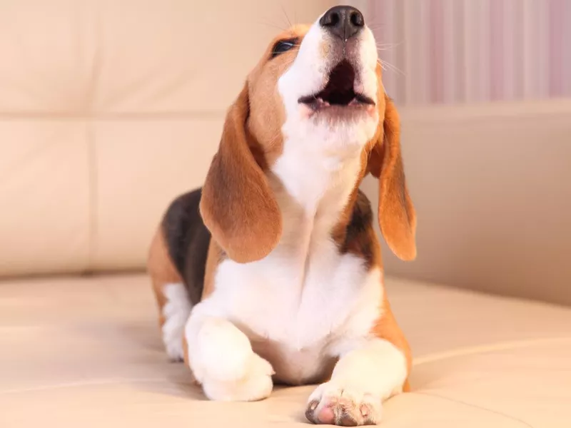 Beagle