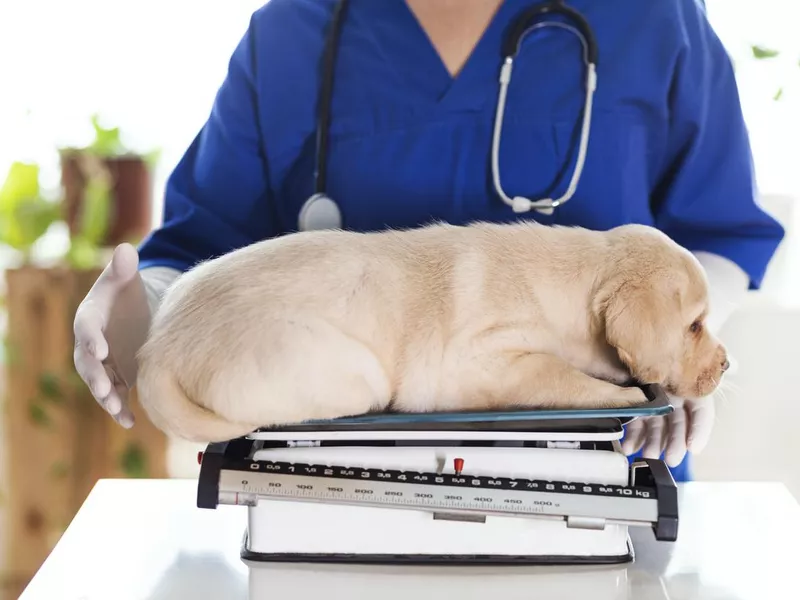 Puppy at veterinarian office