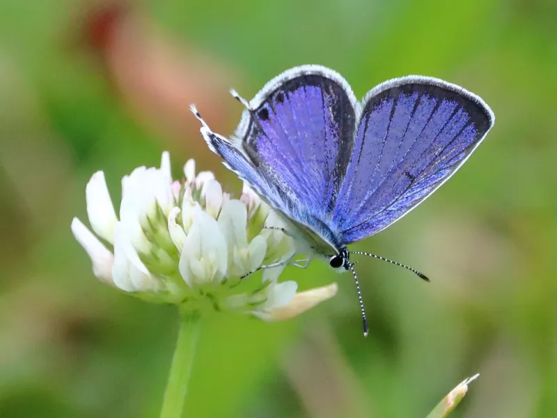 Eastern Tailed-Blue Butterfly