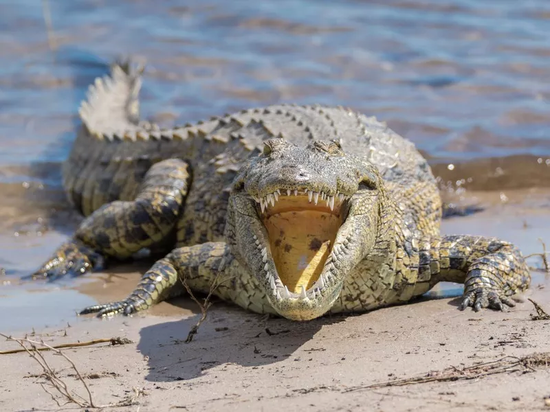 Nile crocodile