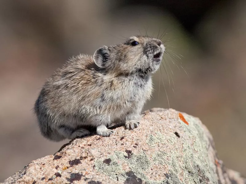 Pika calling on rock