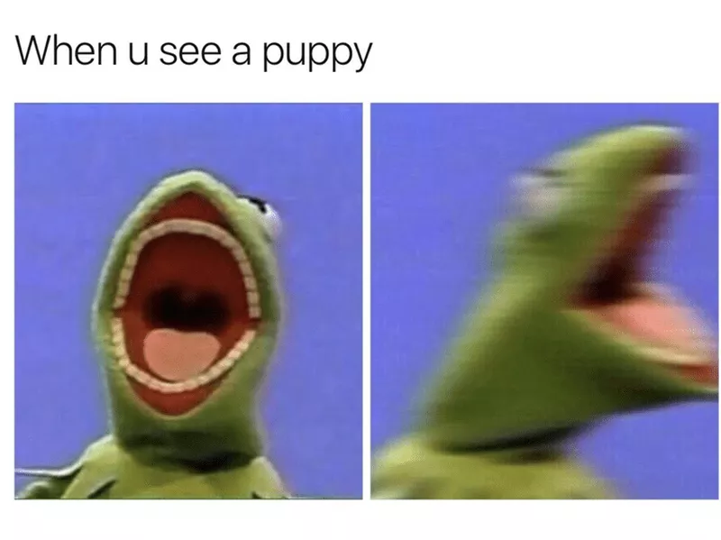 Excited to see a puppy