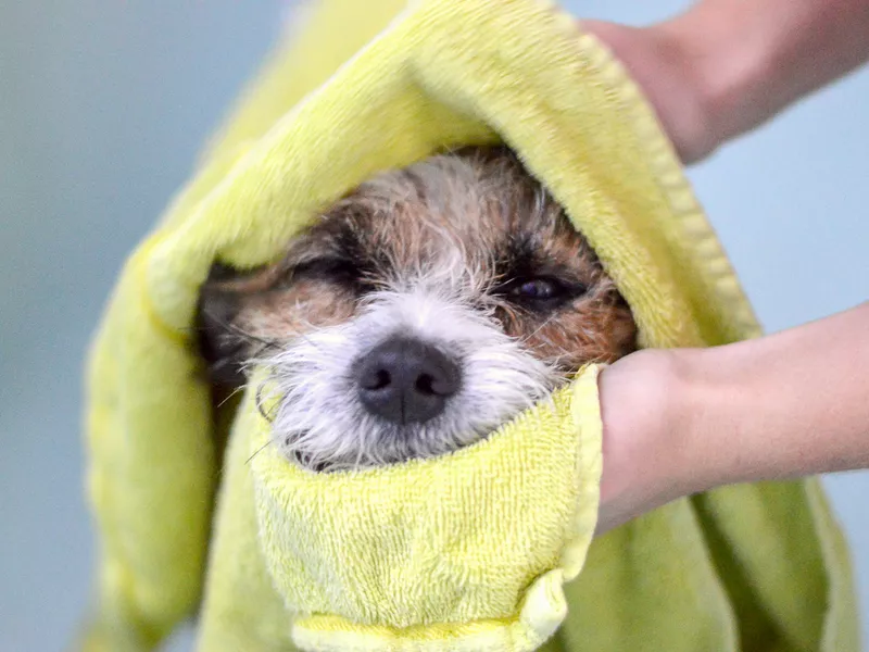 drying wet dog
