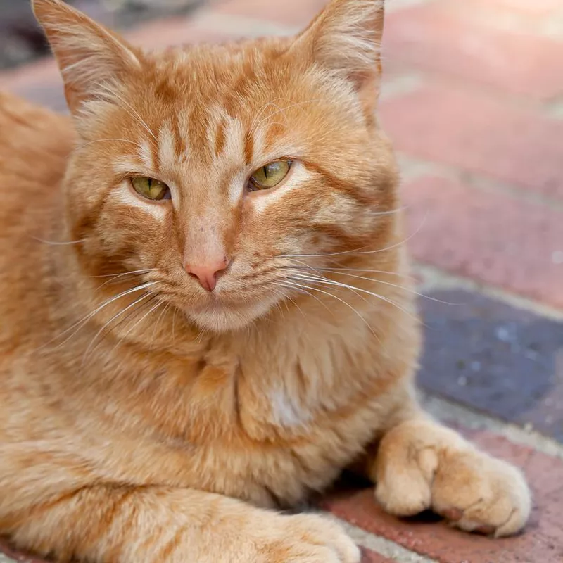 Polydactyl cat with extra toes