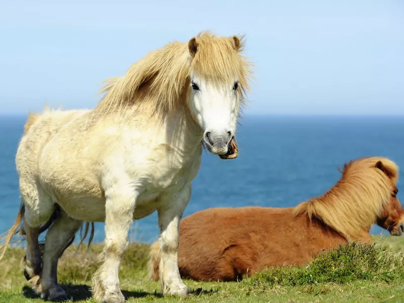 Wild Shetland Ponies