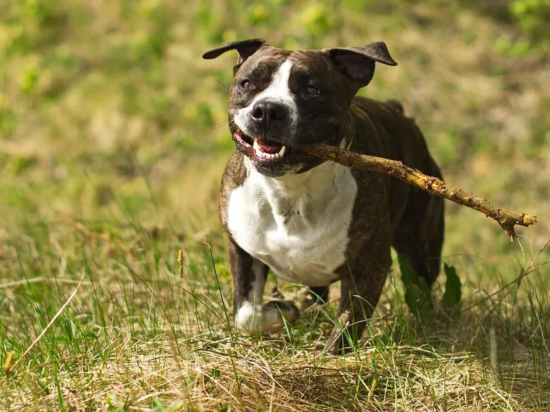 American Staffordshire Terrier