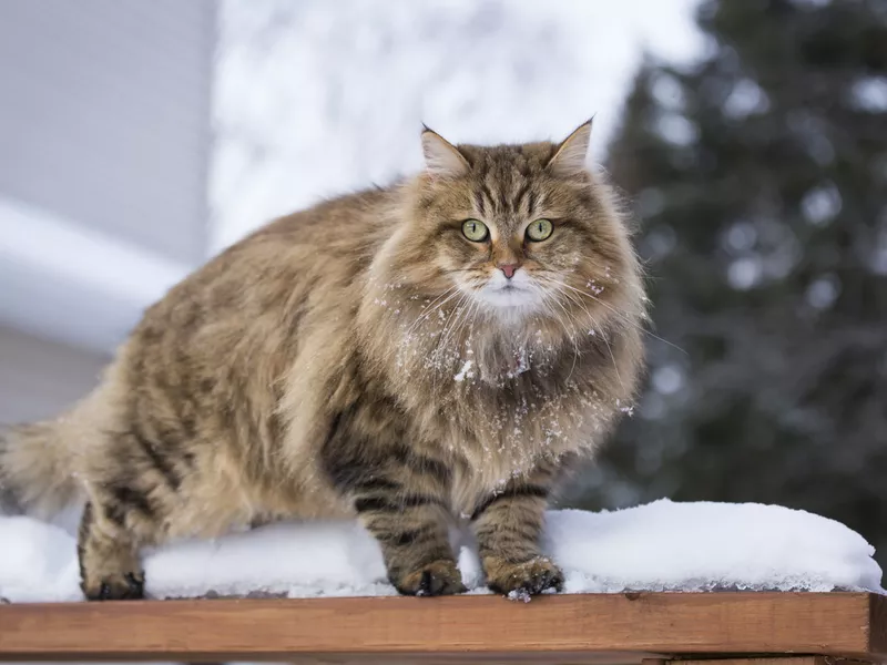 Siberian cat in the snow