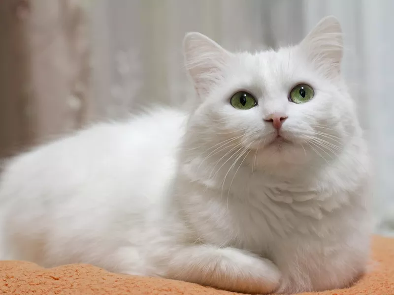 Turkish Angora cat
