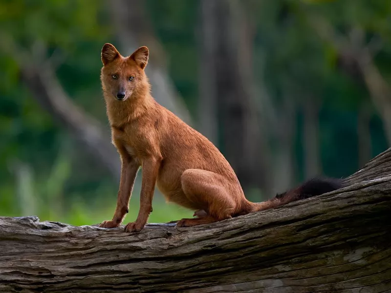 Portrait of red wolf
