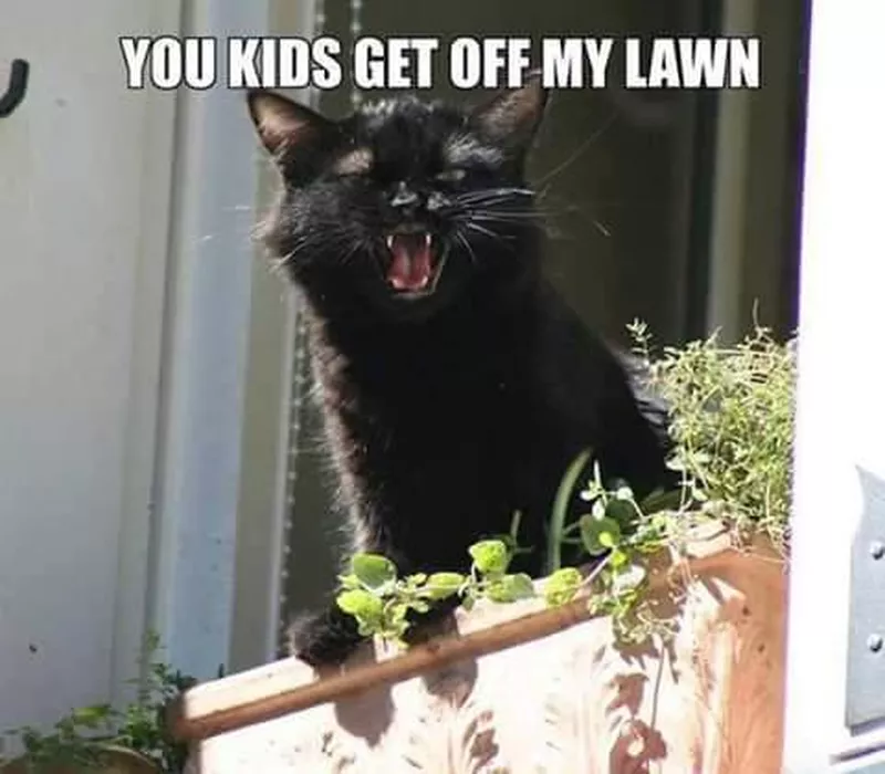 Black cat on a windowsill