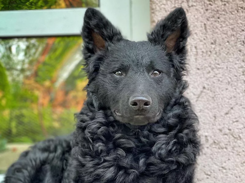 Mudi portrait