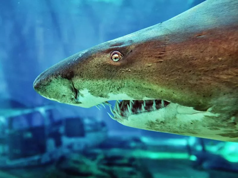 Close-up of a ragged tooth shark