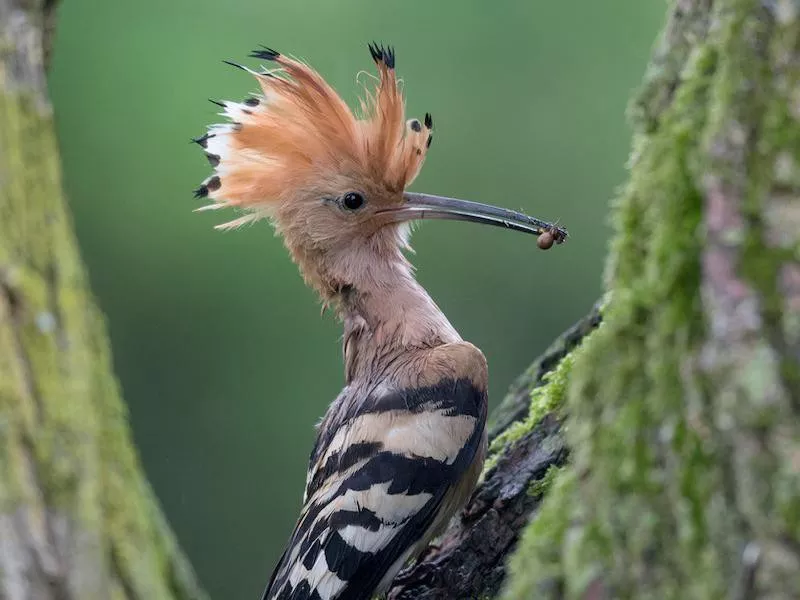 Hoopoe Bird