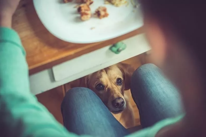 Dog under table