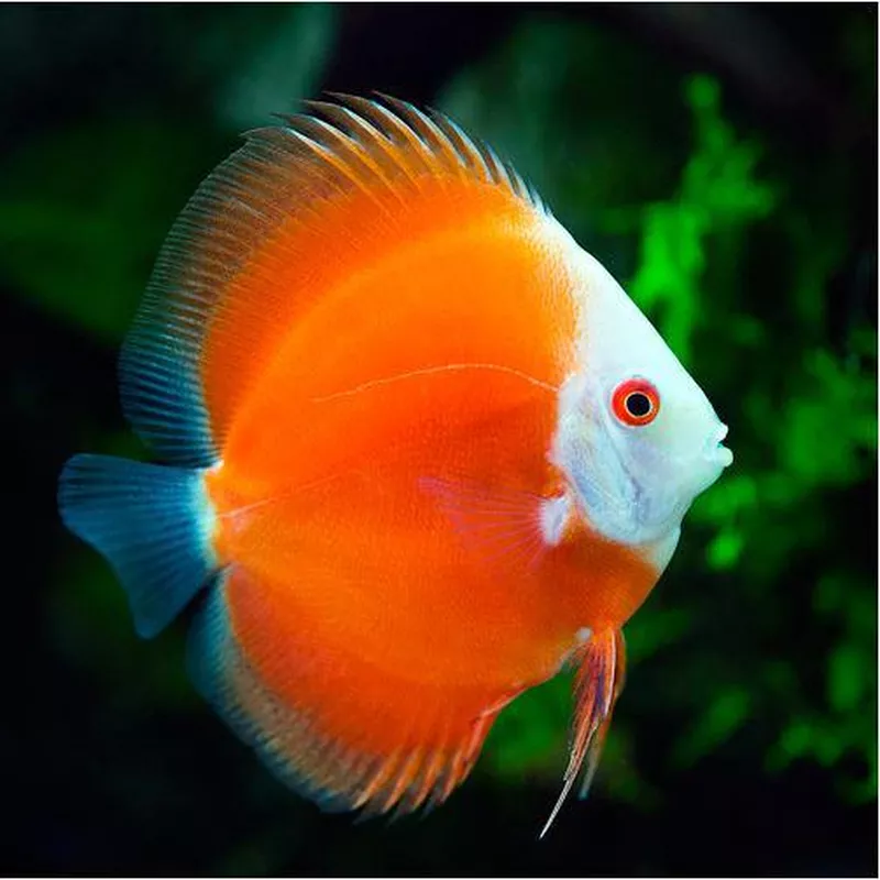 White Face Marlboro Fuji Red Discus