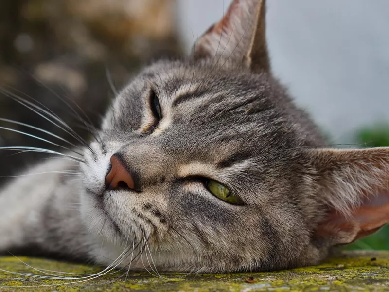 Shameless Pixie-bob cat