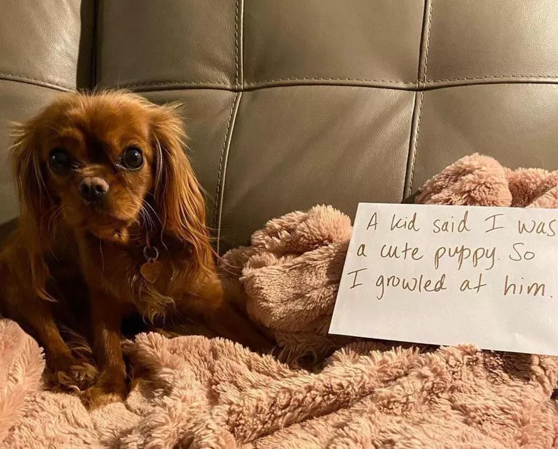 Little dog growled at a kid