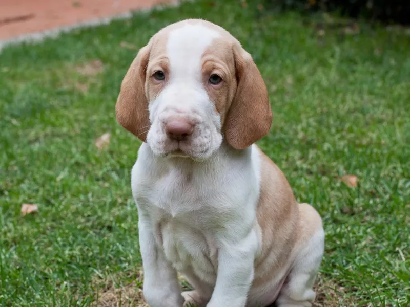 Bracco Italiano puppy