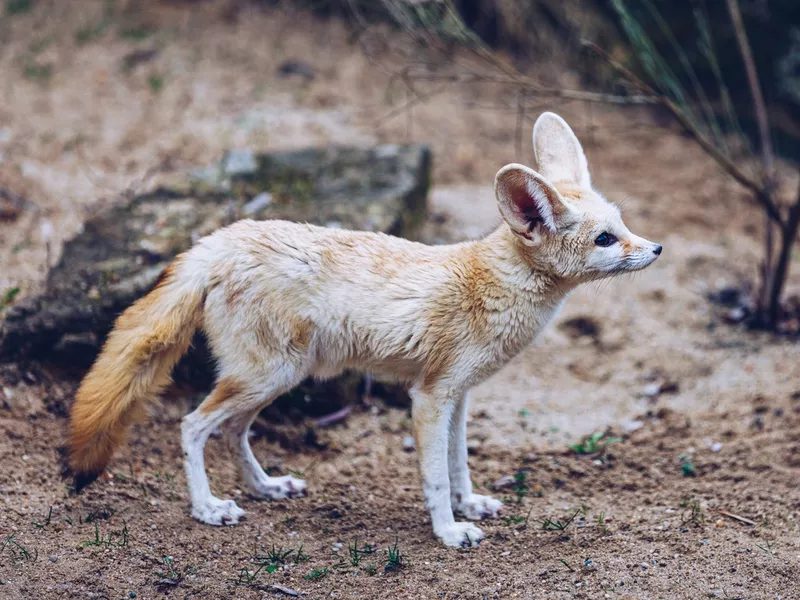 fennec fox