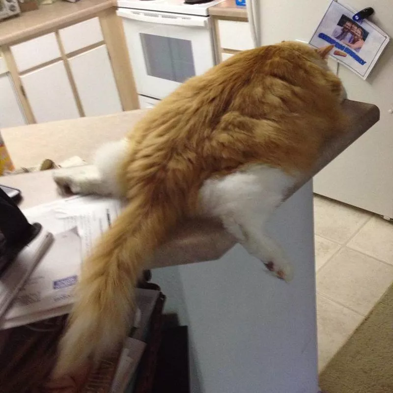 Cat sleeping like a pancake