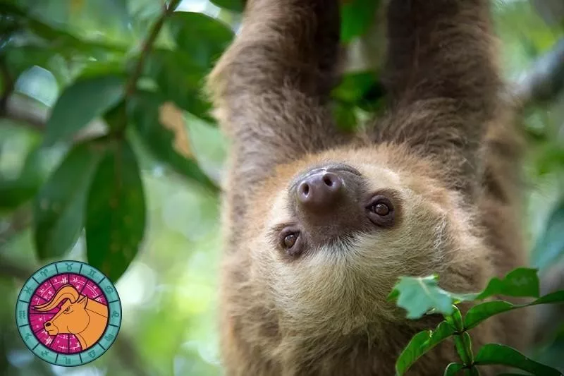 Sloth