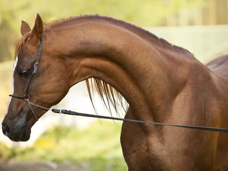 Arabian