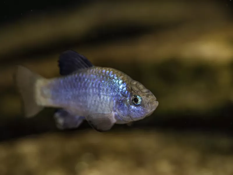 Cyprinodon macularius is a rare species of fish in the family Cyprinodontidae and is known by the common name desert pupfish. Listed endangered species in the United States. Presently, the only remaining natural populations of the desert pupfish are locat